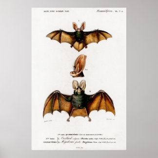 Affiche Illustration animale vintage d'une Plecotus