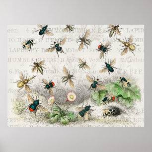 Affiche Illustration Antique Abeille Ouvrière Reine Abeill