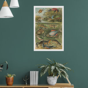 Affiche Illustration Antique d'Amphibien & de Poisson de S