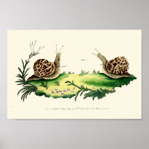 Affiche Illustration antique des escargots de jardin