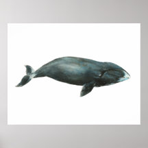 Illustration aquarelle de baleine boréale