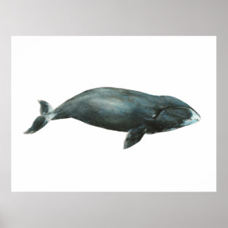 Affiche Illustration aquarelle de baleine boréale