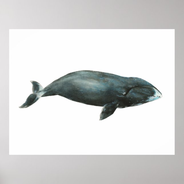 Affiche Illustration aquarelle de baleine boréale (Devant)