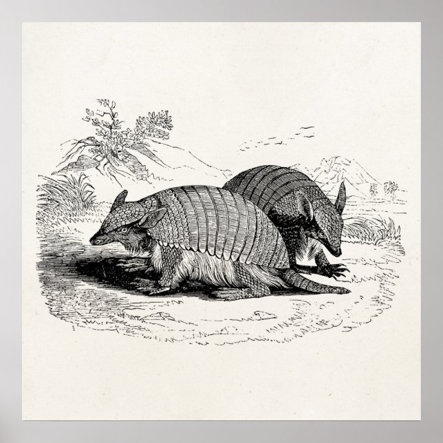 Affiche Illustration Armadillo Retro Armadillos vintage (Devant)