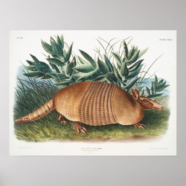 Affiche Illustration Armadillo vintage (Devant)
