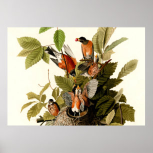 Affiche Illustration Audubon American Robin Wildlife Bird