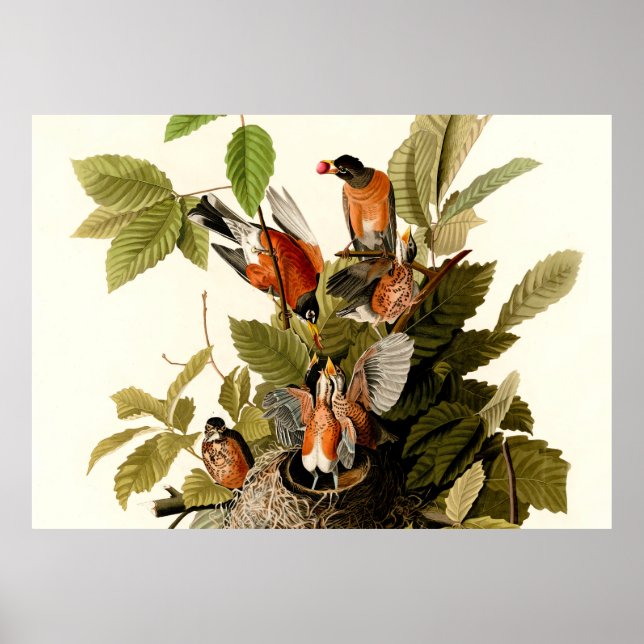 Affiche Illustration Audubon American Robin Wildlife Bird (Devant)
