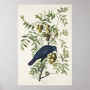 Affiche Illustration Audubon Black Crow American Bird