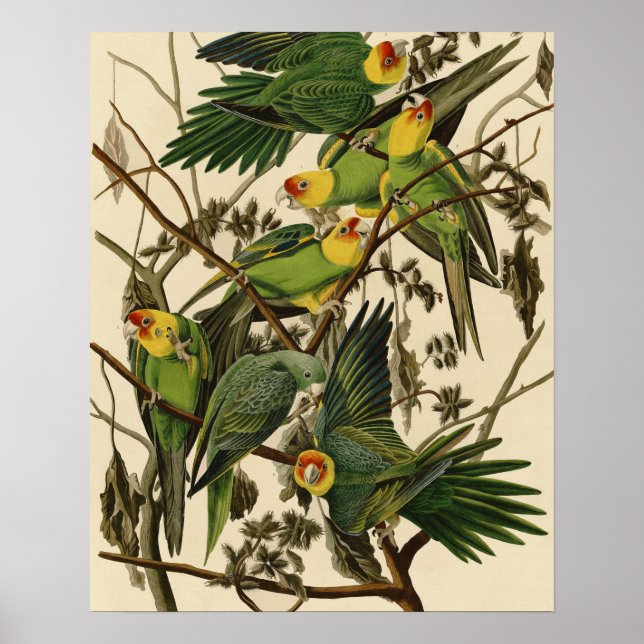 Affiche Illustration Audubon Carolina Parrot Bird (Devant)
