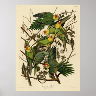 Affiche Illustration Audubon Carolina Parrot Bird