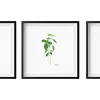 Illustration Basil Stem | Herbes Cuisine Mur Art