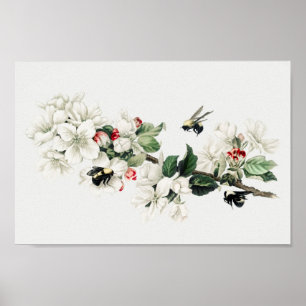 Affiche Illustration botanique