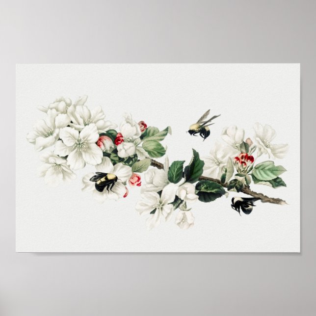 Affiche Illustration botanique (Devant)