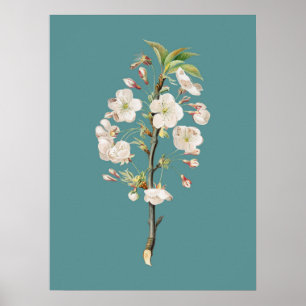Affiche Illustration botanique