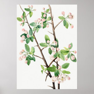 Affiche Illustration botanique