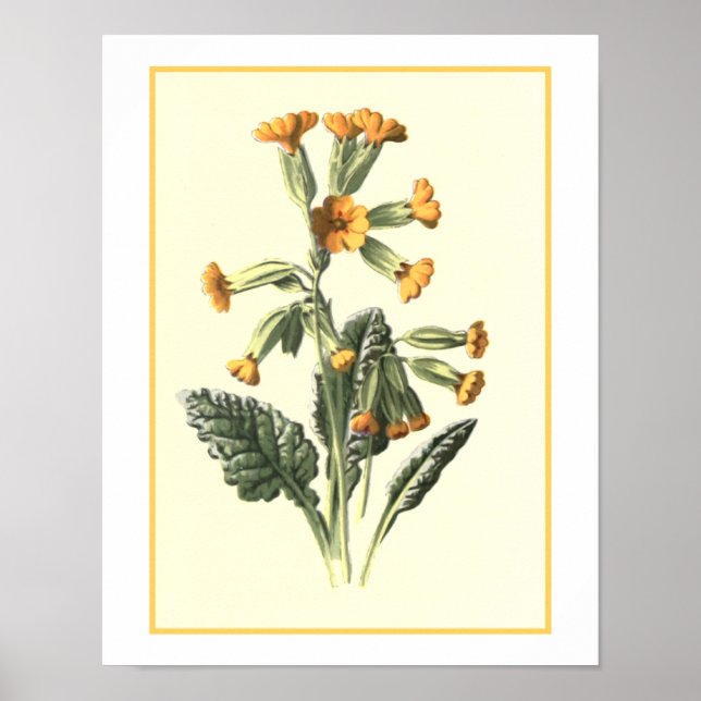 Affiche Illustration botanique "Cowslip" (Devant)