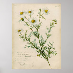 Affiche Illustration botanique de camomille vintage