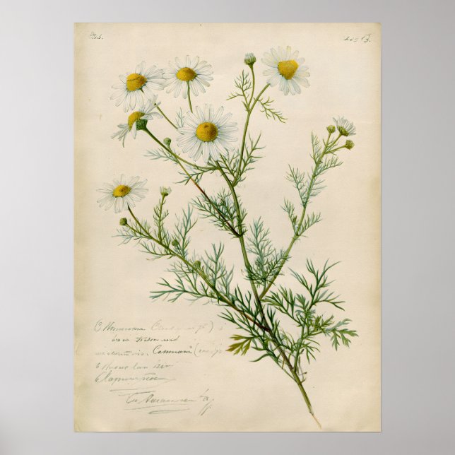 Affiche Illustration botanique de camomille vintage (Devant)