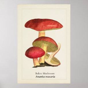 Affiche Illustration botanique de champignon à capuchon ro
