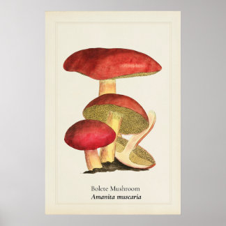 Affiche Illustration botanique de champignon à capuchon ro