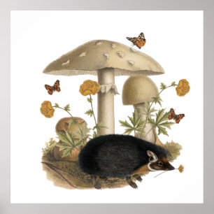 Affiche Illustration botanique de champignon de hérisson e