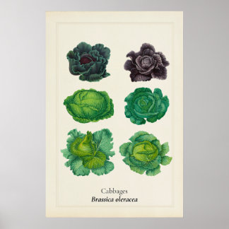 Affiche Illustration botanique de chou kale antique en art