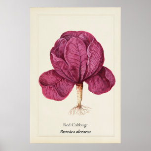 Affiche Illustration botanique de chou rouge antique sur m