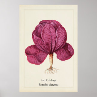 Affiche Illustration botanique de chou rouge antique sur m