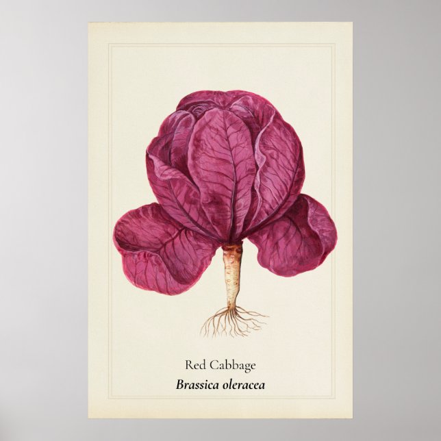 Affiche Illustration botanique de chou rouge antique sur m (Devant)