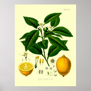 Affiche Illustration botanique de citron de l'époque victo