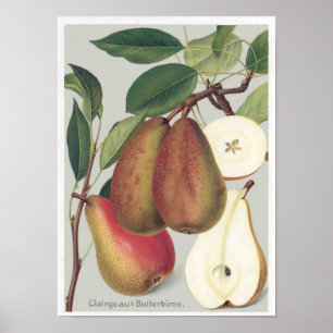 Affiche Illustration botanique de cru de poires