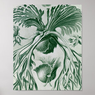 Affiche Illustration botanique de fougères de Staghorn vin