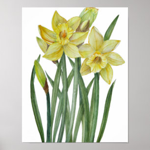 Affiche Illustration botanique de jonquilles jaunes à l'aq