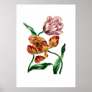 Affiche Illustration botanique de la tulipe vintage