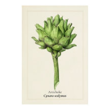 Illustration botanique de l'artichaut antique | Cu