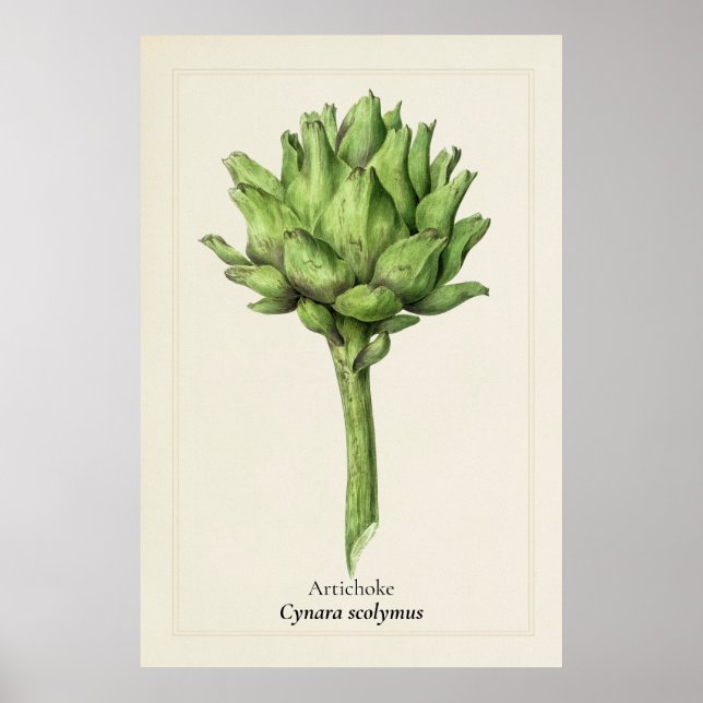 Affiche Illustration botanique de l'artichaut antique | Cu (Devant)