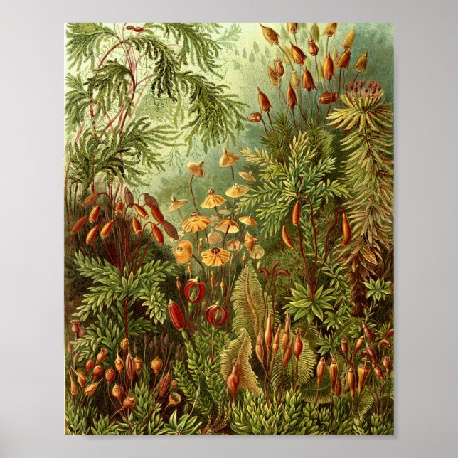 Affiche Illustration botanique de mousses anciennes (Devant)