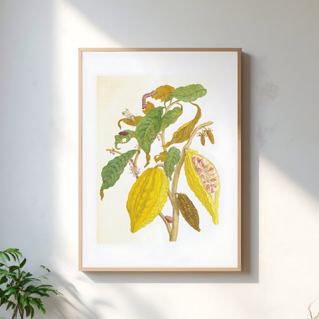 Affiche Illustration botanique de plante de cacao vintage (Créateur téléchargé)