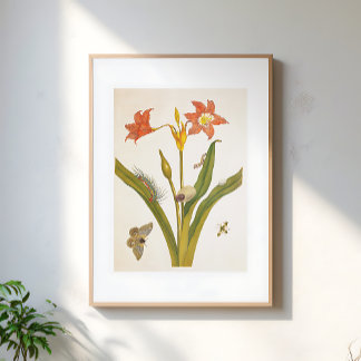 Affiche Illustration botanique de plante de fleurs vintage