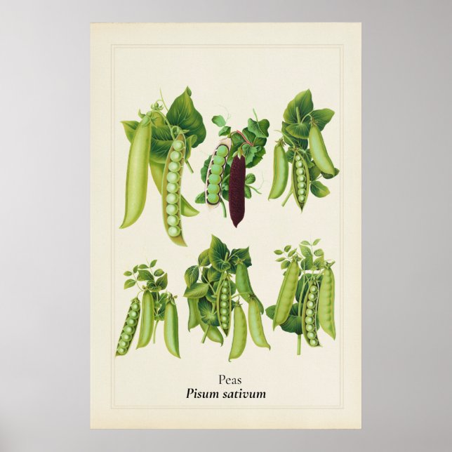 Affiche Illustration botanique de pois antique, art de cui (Devant)