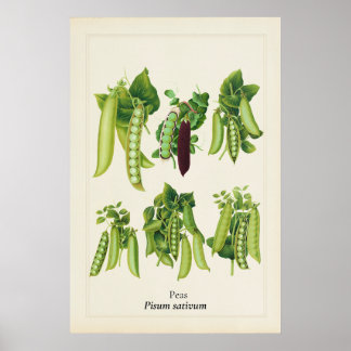 Affiche Illustration botanique de pois antique, art de cui