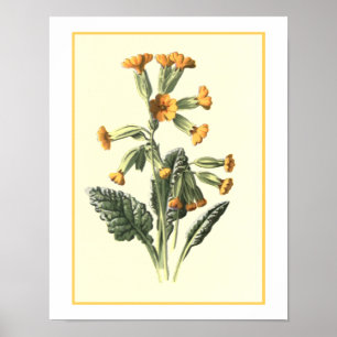 Affiche Illustration botanique de "primevère"