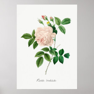 Affiche Illustration botanique de rose pâle