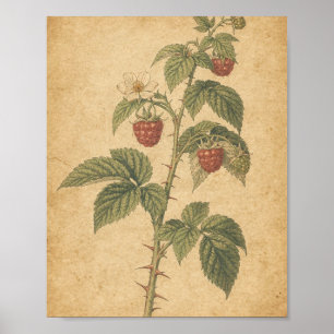 Affiche Illustration botanique de tige de framboisier avec