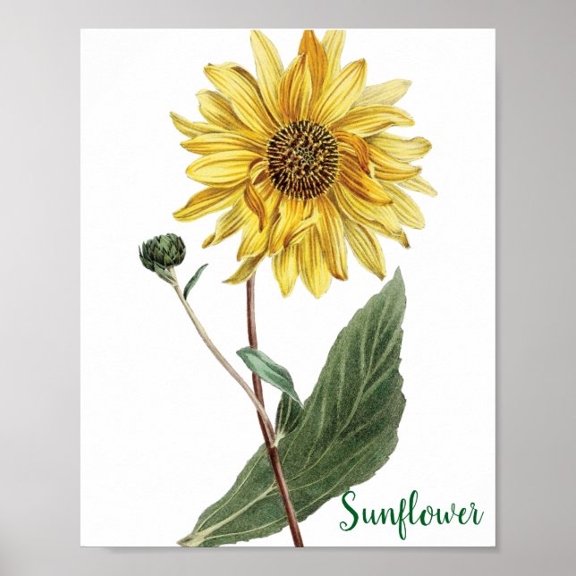 Affiche Illustration botanique de tournesol floral (Devant)