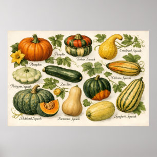 Affiche Illustration botanique de variétés anciennes de co