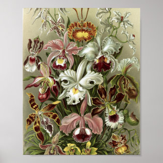 Affiche Illustration botanique d'orchidées vintage