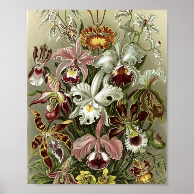 Affiche Illustration botanique d'orchidées vintage (Devant)