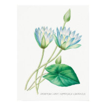 Illustration botanique du lotus bleu pâle