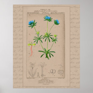 Affiche Illustration botanique française 24X30 Bois bleu